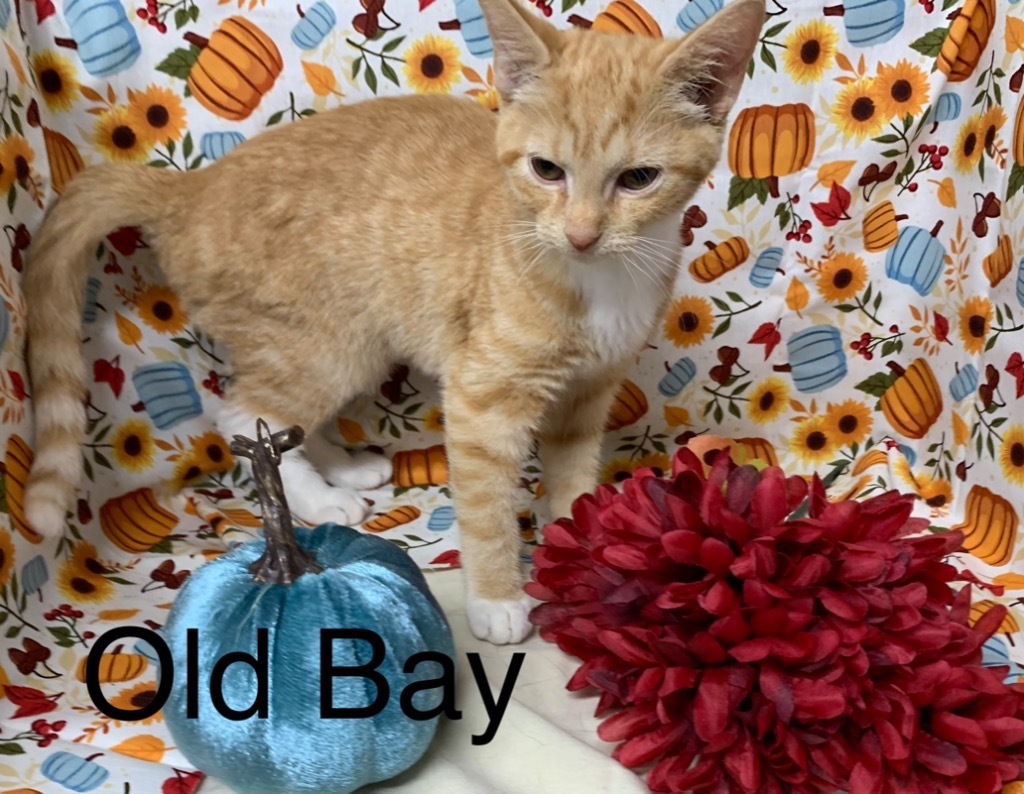 Old Bay