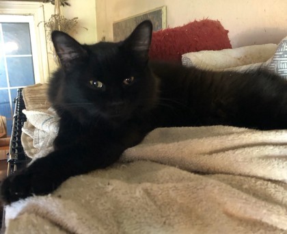 Matt aka Mac, an adoptable Domestic Medium Hair, Domestic Short Hair in El Dorado Hills, CA, 95762 | Photo Image 1