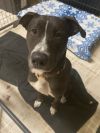 Barkley photo 3
