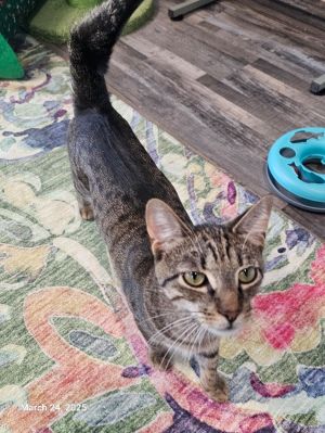 Swan, Young Male Domestic Short Hair