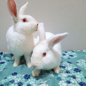 Tulip, Adult Male Bunny Rabbit