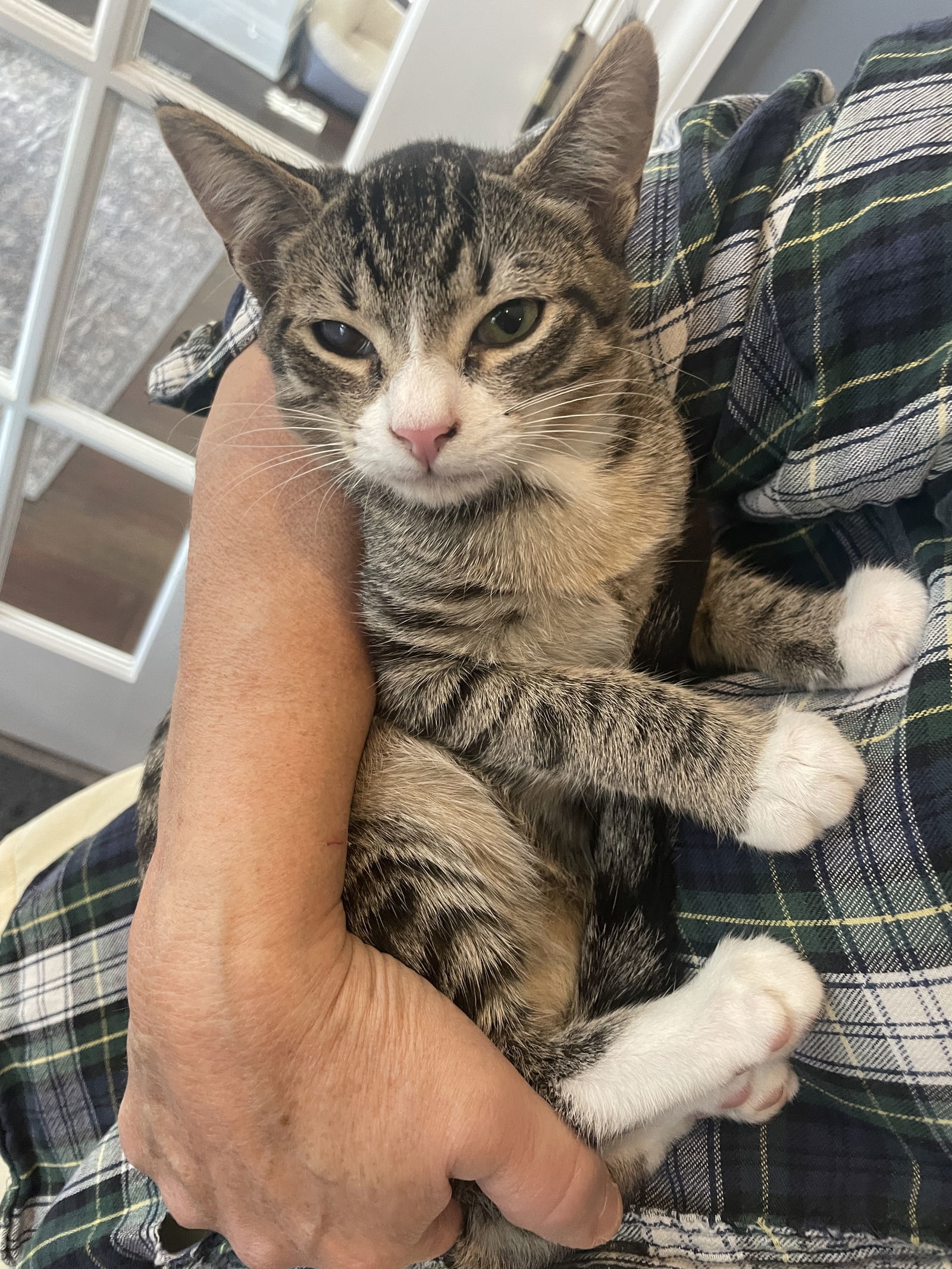 Bonsai(Tabby ) and Mr Wick ( Black ) BONDED PAIR
