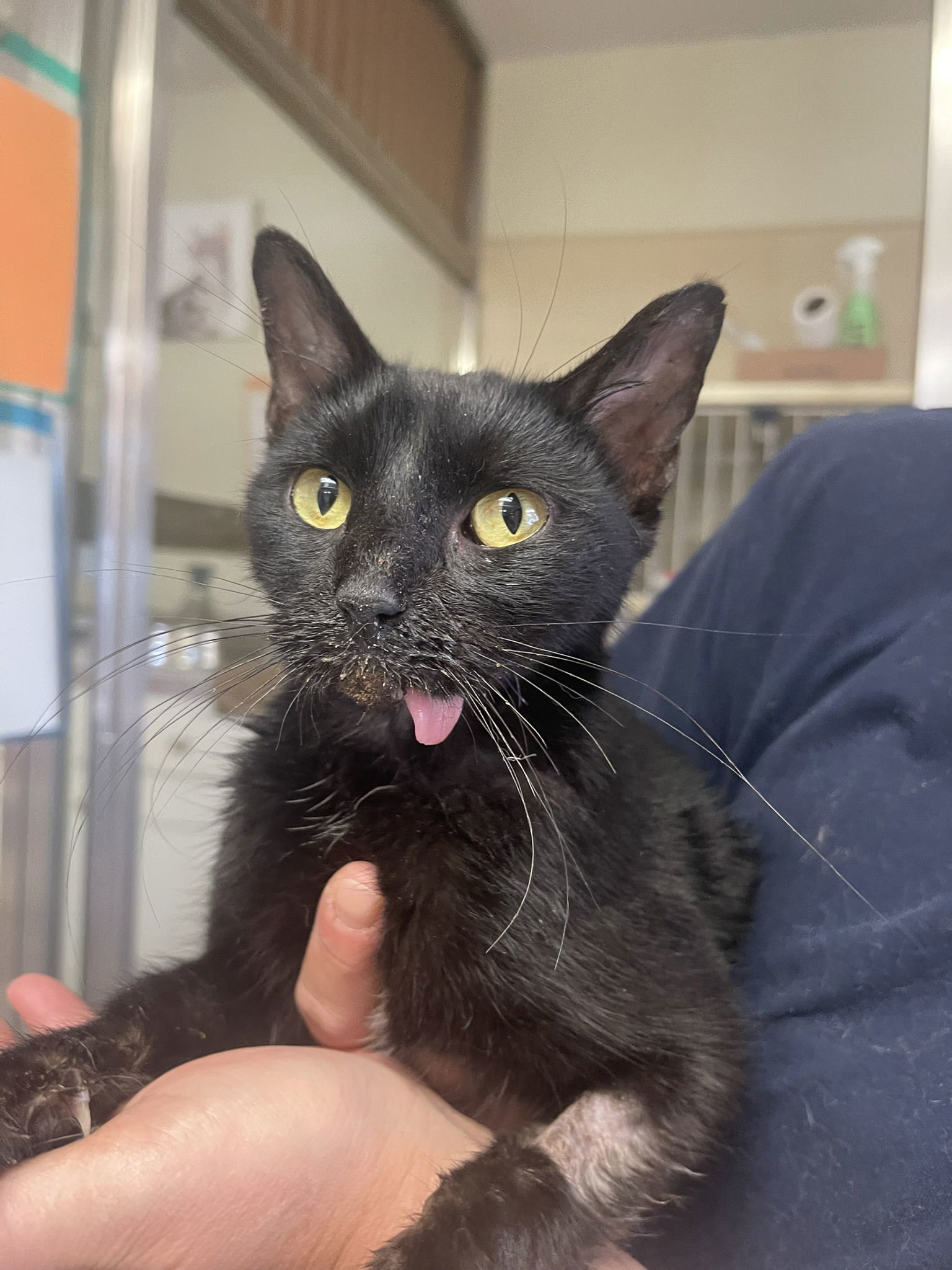 Charlotte, an adoptable Domestic Short Hair, Bombay in Texarkana, TX, 75503 | Photo Image 1