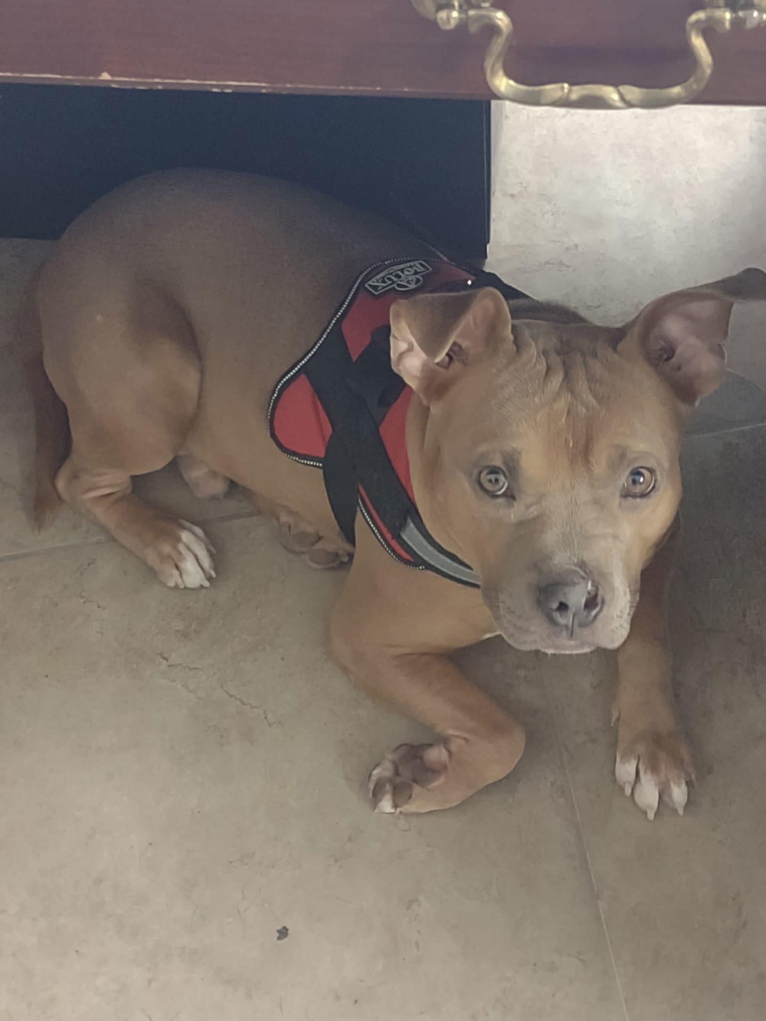 Zo - Timid Boy in need of LOVE