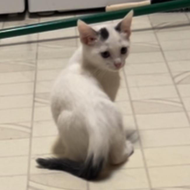 Penelope Pussycat, an adoptable Domestic Short Hair in Estacada, OR, 97023 | Photo Image 2