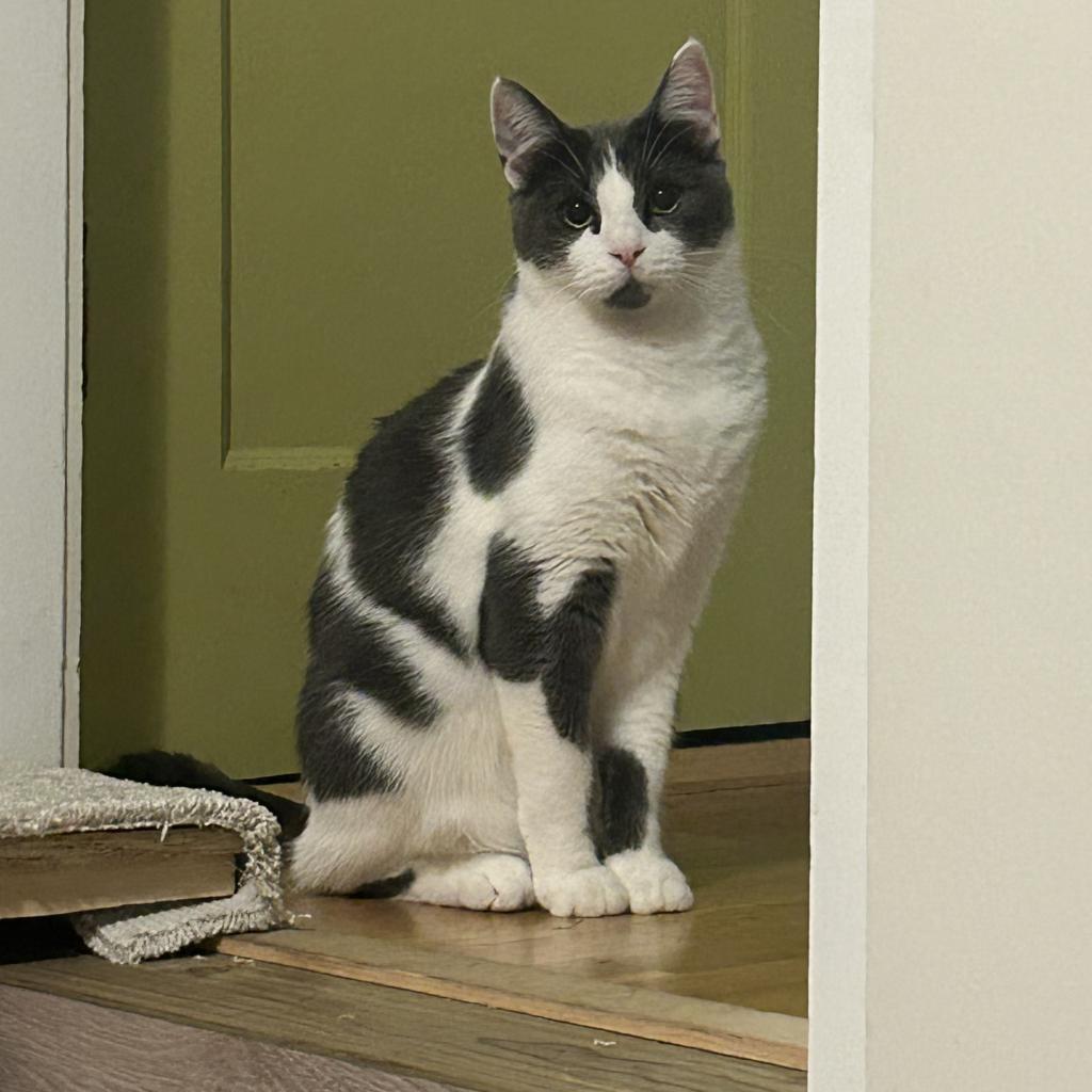 Big Tune, an adoptable Domestic Short Hair in Boring, OR, 97009 | Photo Image 1