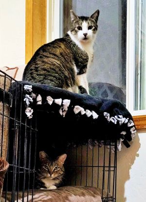 PAWLIE &amp; MISS CRYS Offered by Owner -In/Out Pair, Adult Male Domestic Short Hair