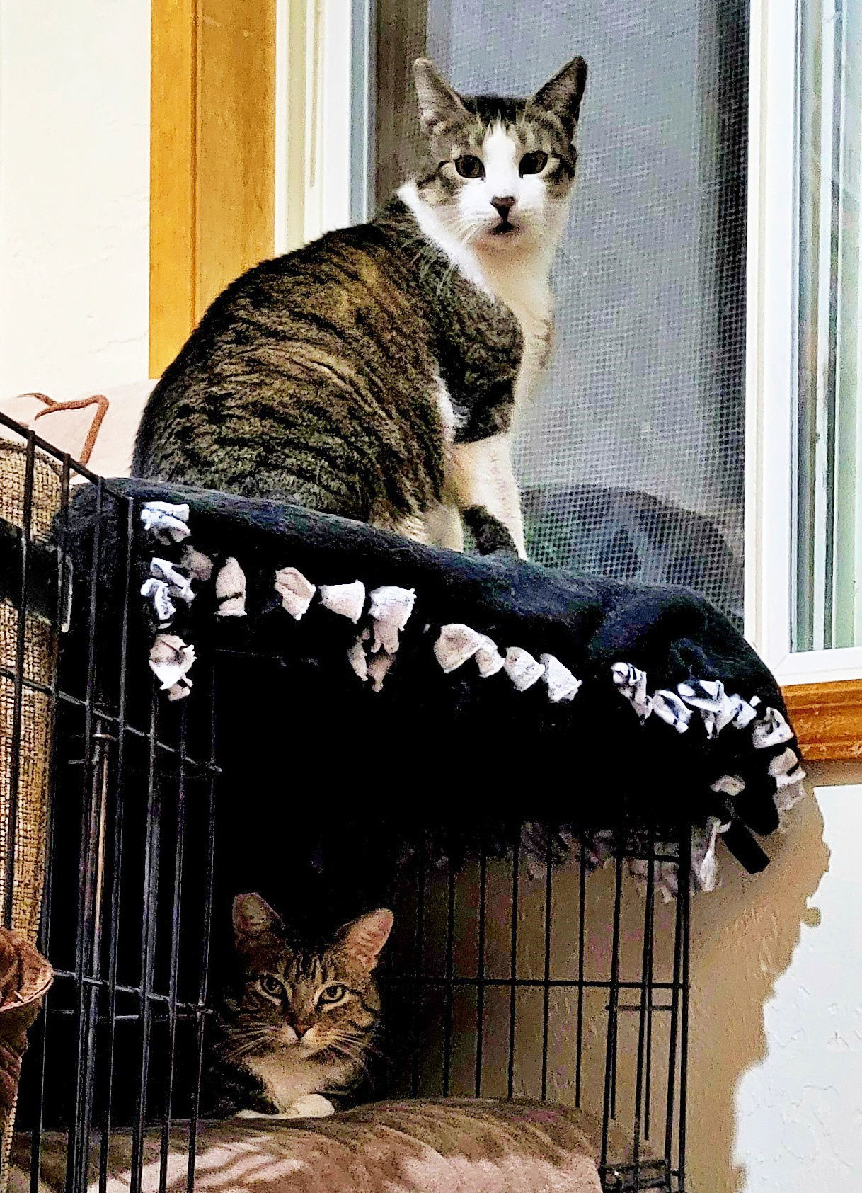 PAWLIE & MISS CRYS Offered by Owner -In/Out Pair, an adoptable Domestic Short Hair, Tabby in Hillsboro, OR, 97123 | Photo Image 1