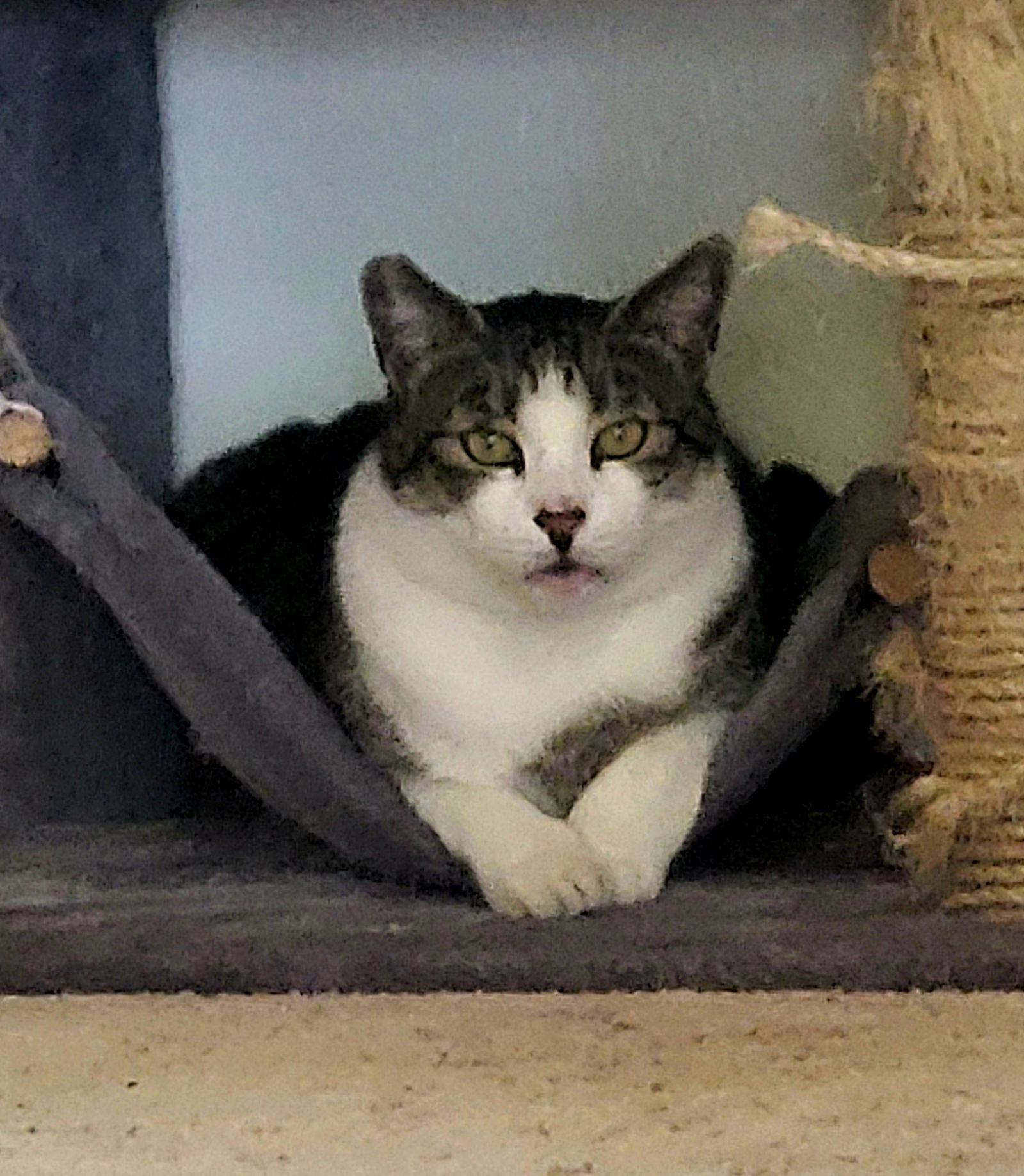 PAWLIE & MISS CRYS Offered by Owner -In/Out Pair, an adoptable Domestic Short Hair, Tabby in Hillsboro, OR, 97123 | Photo Image 2