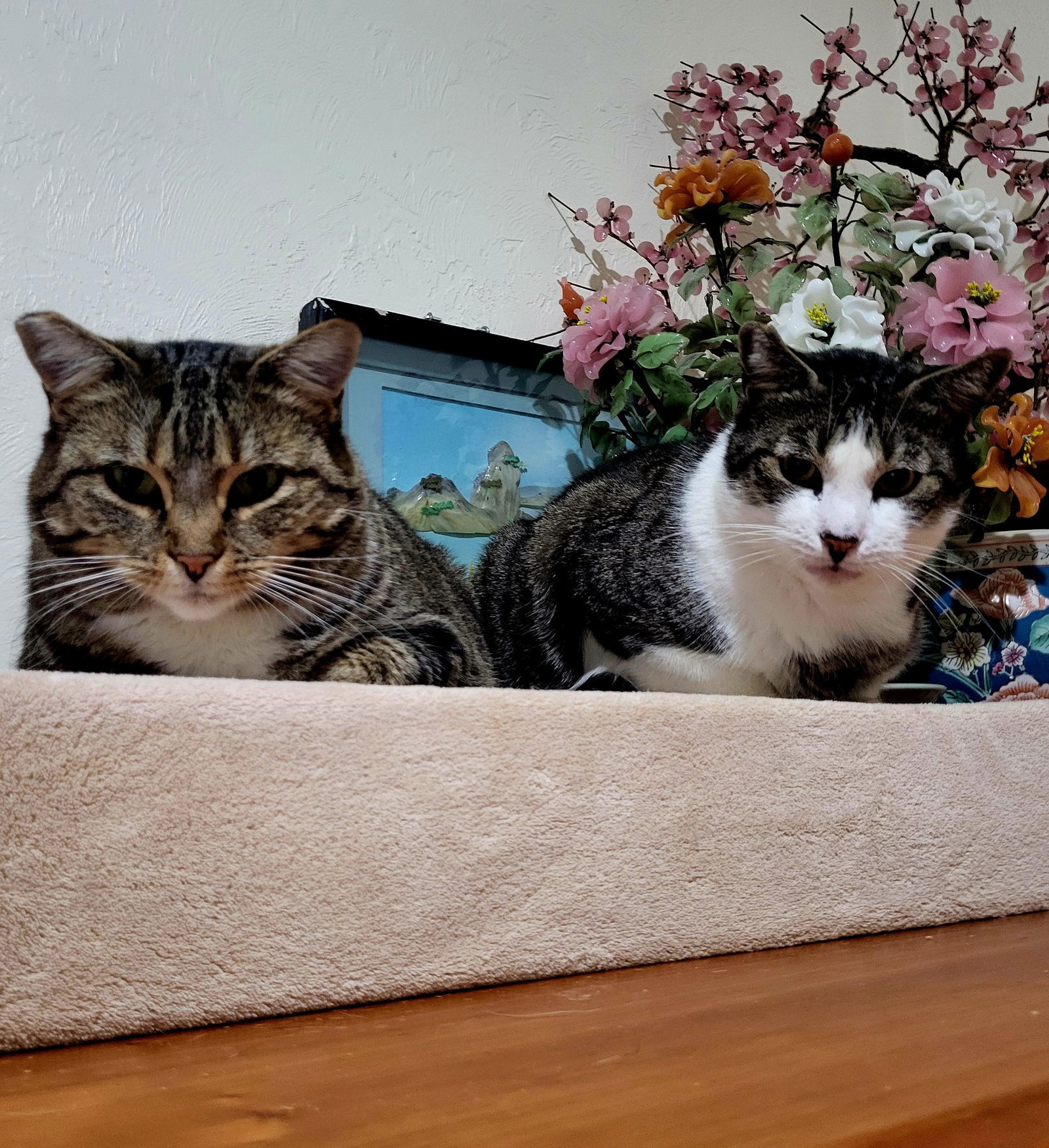 PAWLIE & MISS CRYS Offered by Owner -In/Out Pair, an adoptable Domestic Short Hair, Tabby in Hillsboro, OR, 97123 | Photo Image 3