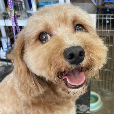 Jax/Courtesy Post, an adoptable Cockapoo in Long Beach, CA, 90804 | Photo Image 1