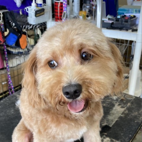 Jax/Courtesy Post, an adoptable Cockapoo in Long Beach, CA, 90804 | Photo Image 2