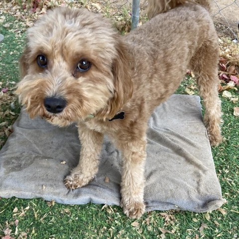 Jax/Courtesy Post, an adoptable Cockapoo in Long Beach, CA, 90804 | Photo Image 3