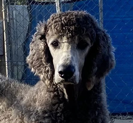 Blaze Oct 24 - in foster in Wilmington NC