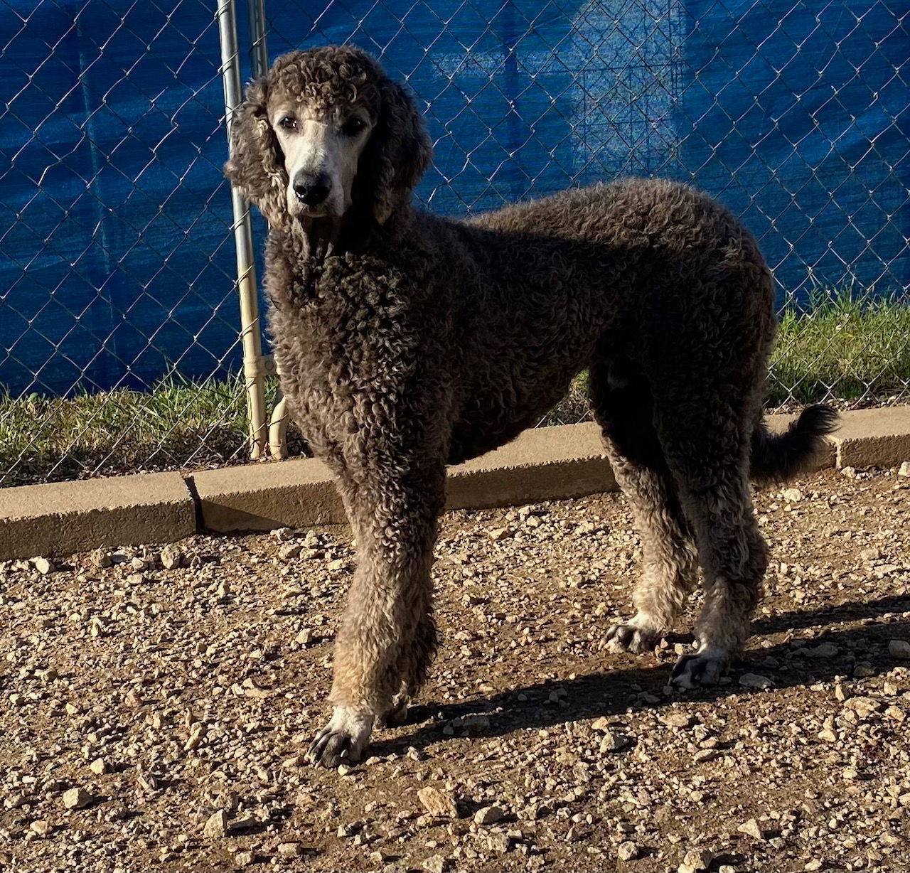 Blaze Oct 24 - in foster in Wilmington NC
