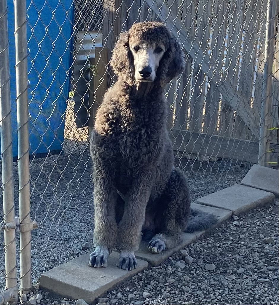 Blaze Oct 24 - in foster in Wilmington NC