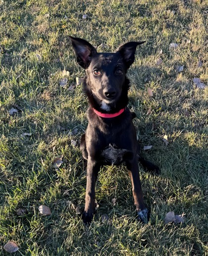 Patriot, an adoptable Cattle Dog, Border Collie in Willmar, MN, 56201 | Photo Image 1