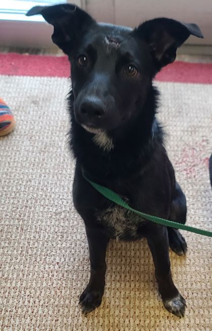 Patriot, an adoptable Cattle Dog, Border Collie in Willmar, MN, 56201 | Photo Image 2