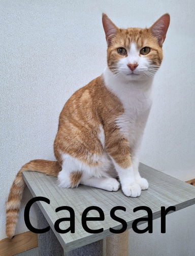 Caesar, an adoptable Domestic Short Hair, Tabby in Mountain View, AR, 72560 | Photo Image 1