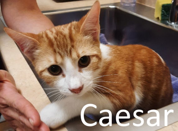 Caesar, an adoptable Domestic Short Hair, Tabby in Mountain View, AR, 72560 | Photo Image 2