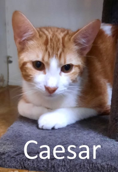 Caesar, an adoptable Domestic Short Hair, Tabby in Mountain View, AR, 72560 | Photo Image 3