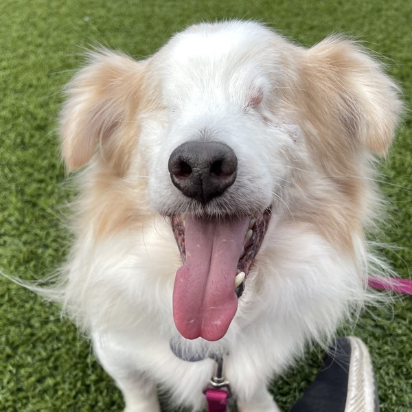 Earl, an adoptable Havanese in Oakville, ON, L6J 7S8 | Photo Image 1