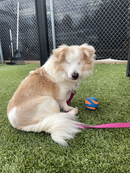 Earl, an adoptable Havanese in Oakville, ON, L6J 7S8 | Photo Image 2