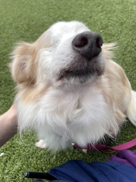 Earl - Sponsored Adoption Fee, an adoptable Havanese in Oakville, ON, L6J 7S8 | Photo Image 3