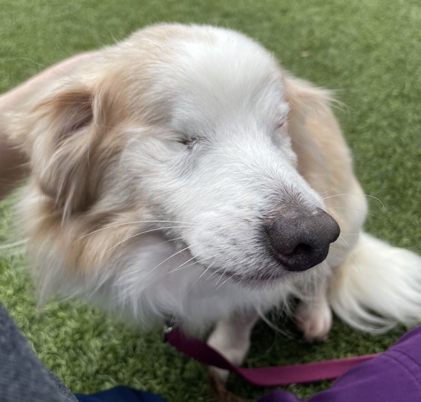 Earl, an adoptable Havanese in Oakville, ON, L6J 7S8 | Photo Image 4