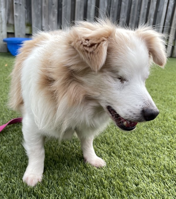 Earl, an adoptable Havanese in Oakville, ON, L6J 7S8 | Photo Image 5