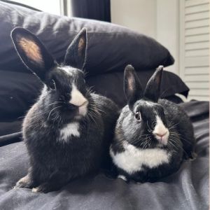 You can apply to adopt them here httpspennyandwildorgadoptrabbitsadoption-application