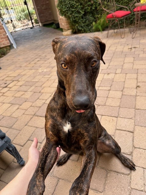 TIGGER #3, an adoptable Plott Hound, Weimaraner in Chandler, AZ, 85249 | Photo Image 1