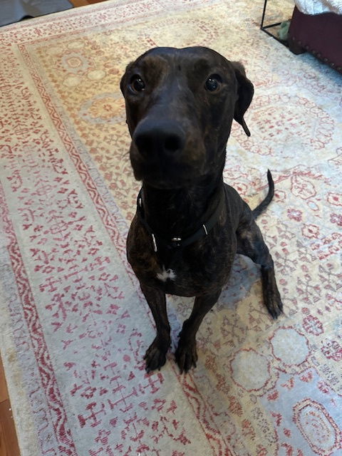 TIGGER #3, an adoptable Plott Hound, Weimaraner in Chandler, AZ, 85249 | Photo Image 2