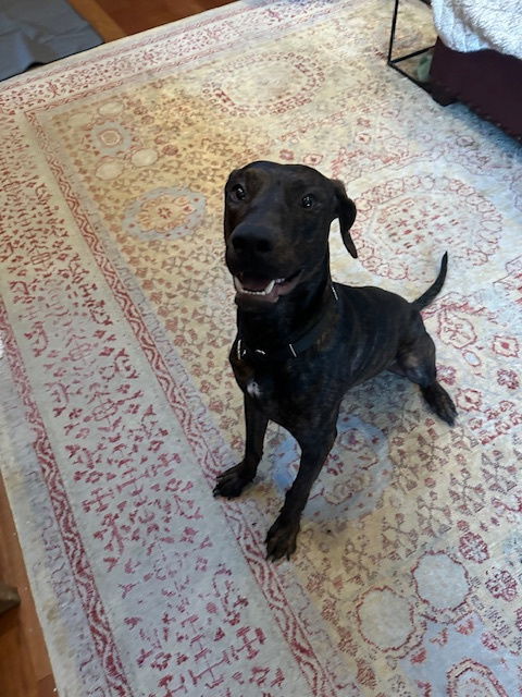TIGGER #3, an adoptable Plott Hound, Weimaraner in Chandler, AZ, 85249 | Photo Image 3