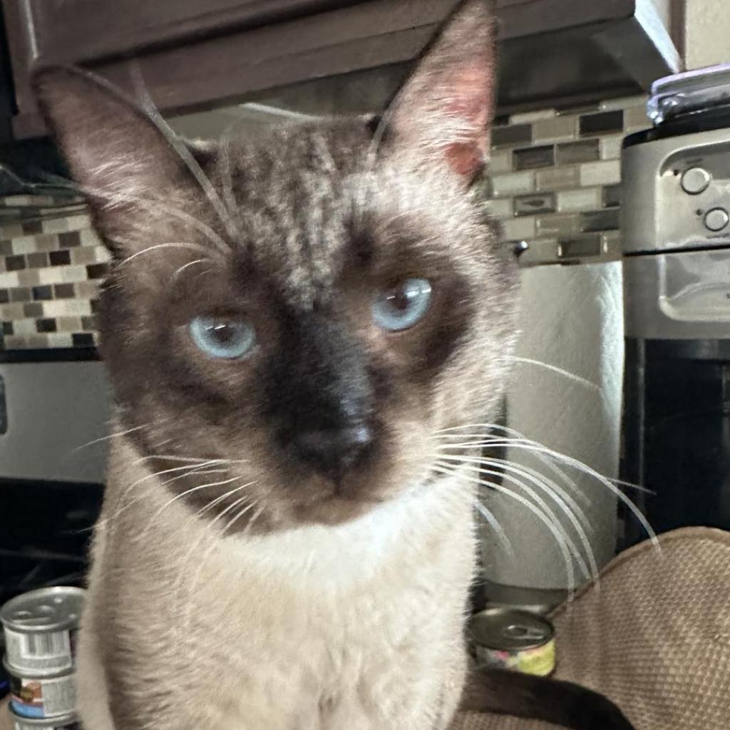 Selby, an adoptable Siamese, Snowshoe in Huntington Beach, CA, 92649 | Photo Image 1