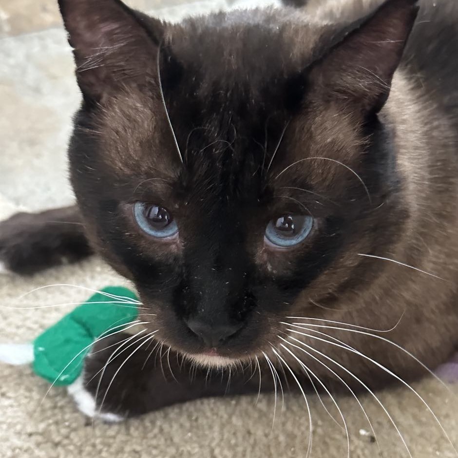 Selby, an adoptable Siamese, Snowshoe in Huntington Beach, CA, 92649 | Photo Image 1