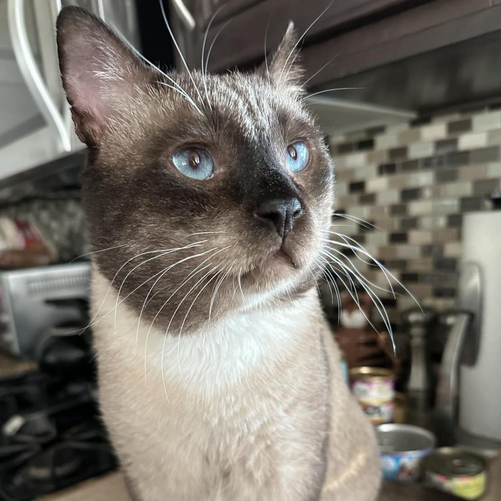 Selby, an adoptable Siamese, Snowshoe in Huntington Beach, CA, 92649 | Photo Image 3