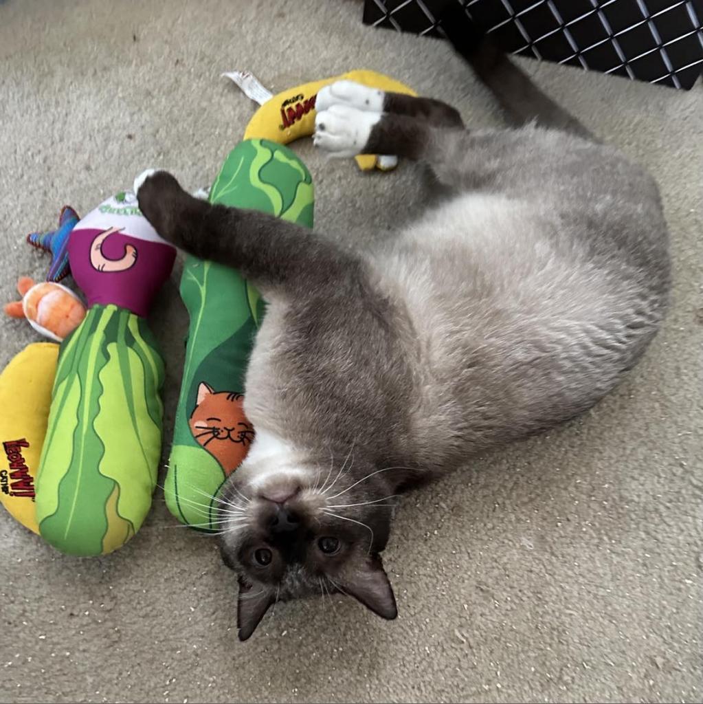Selby, an adoptable Siamese, Snowshoe in Huntington Beach, CA, 92649 | Photo Image 4