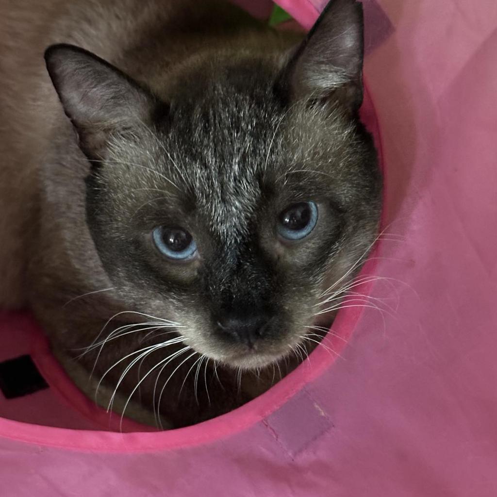 Selby, an adoptable Siamese, Snowshoe in Huntington Beach, CA, 92649 | Photo Image 5