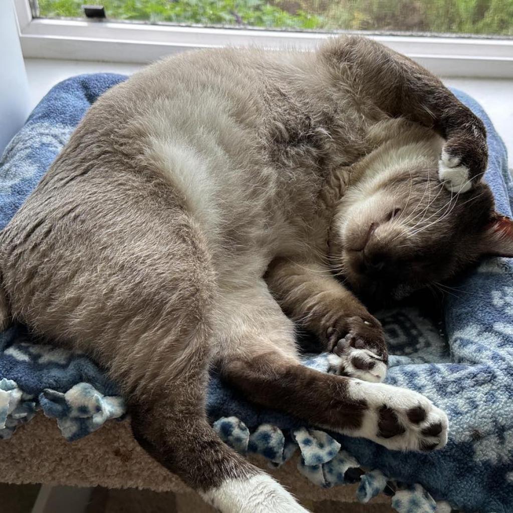 Selby, an adoptable Siamese, Snowshoe in Huntington Beach, CA, 92649 | Photo Image 5
