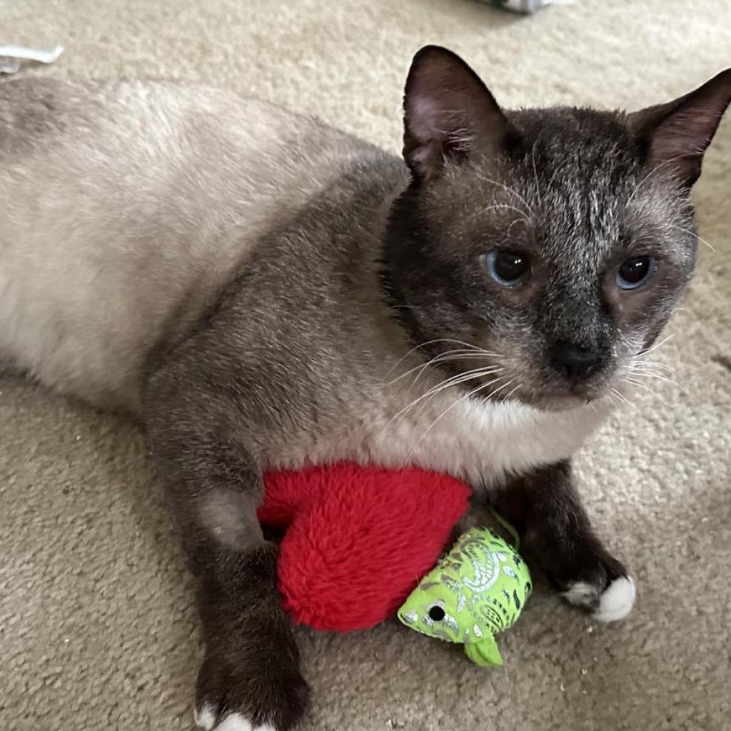 Selby, an adoptable Siamese, Snowshoe in Huntington Beach, CA, 92649 | Photo Image 6