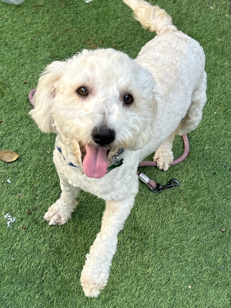 Maverick, an adoptable Goldendoodle in San Diego, CA, 92130 | Photo Image 1