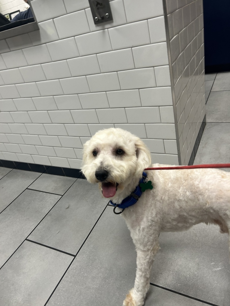 Maverick, an adoptable Goldendoodle in San Diego, CA, 92130 | Photo Image 2