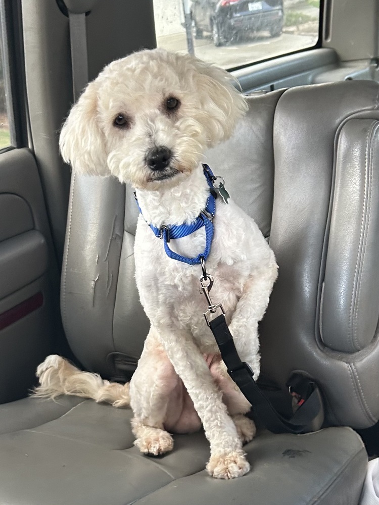 Maverick, an adoptable Goldendoodle in San Diego, CA, 92130 | Photo Image 3