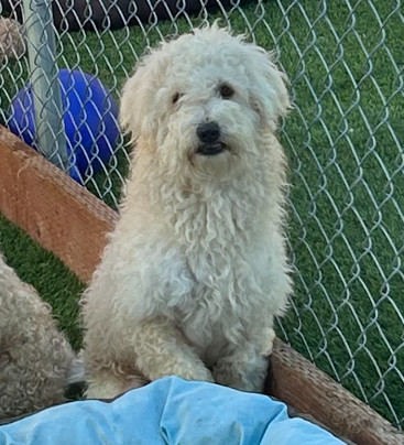 Maverick, an adoptable Goldendoodle in San Diego, CA, 92130 | Photo Image 4