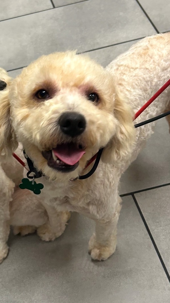 Goose, an adoptable Goldendoodle in San Diego, CA, 92130 | Photo Image 1