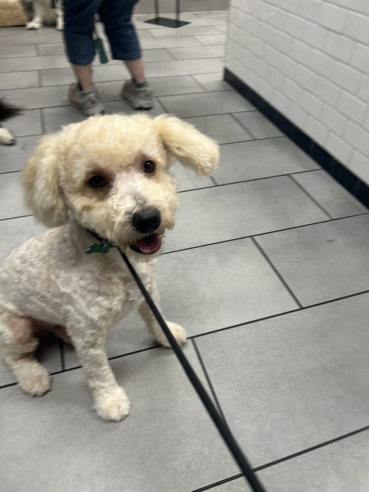 Goose, an adoptable Goldendoodle in San Diego, CA, 92130 | Photo Image 2