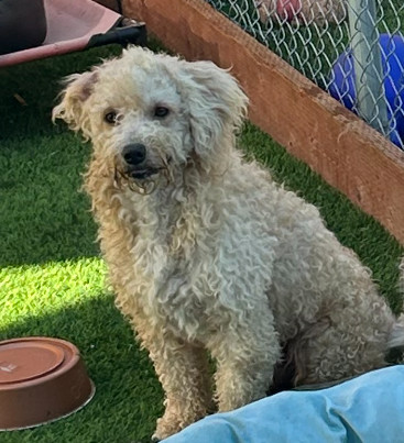 Goose, an adoptable Goldendoodle in San Diego, CA, 92130 | Photo Image 3