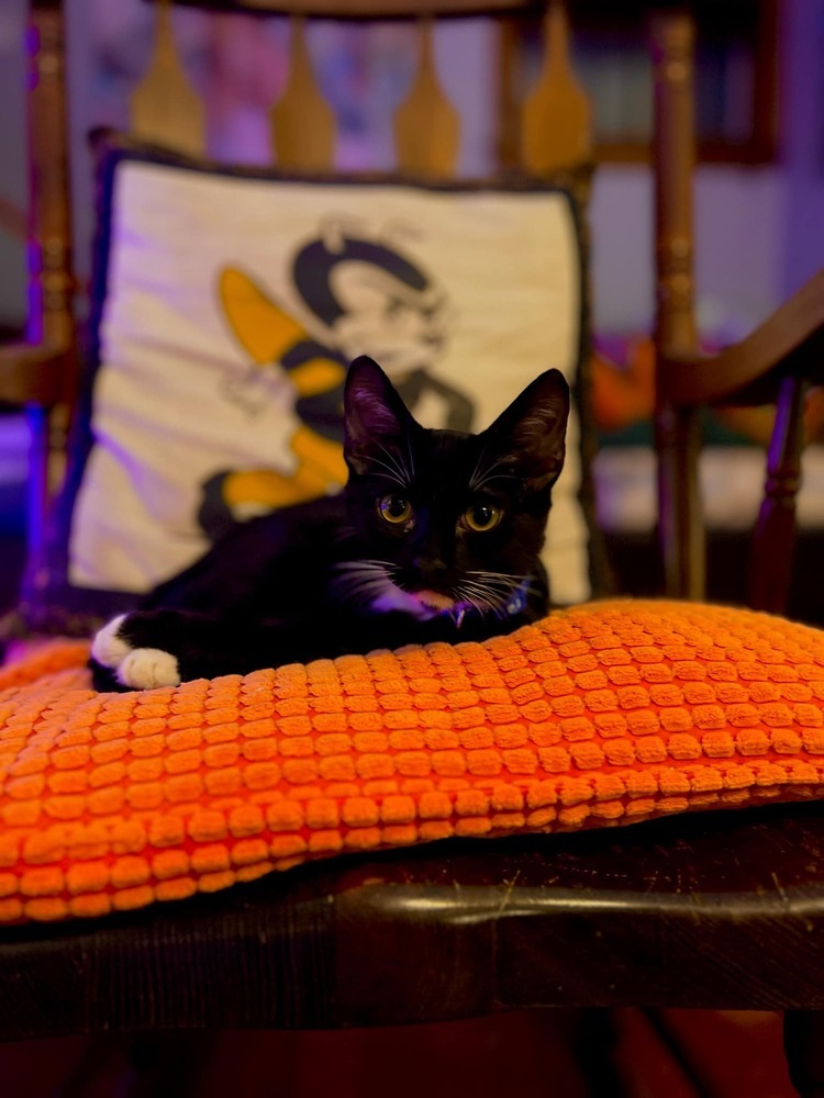 Kevin, an adoptable Domestic Short Hair in Emporia, KS, 66801 | Photo Image 3