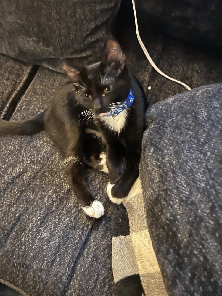 Kevin, an adoptable Domestic Short Hair in Emporia, KS, 66801 | Photo Image 4